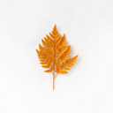 10 dried alpine fern leaves, delicate natural fronds for forever flower and preserved floral arrangements by ZESO Floral Supplies.