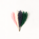 100g bundle of dried asparagus fern (Myriocladus), light feathery fronds for forever flower and preserved floral design by ZESO.