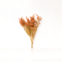 100g bundle of dried Caspia Limonium, natural light-textured filler for DIY bouquets and forever flower arrangements by ZESO Floral Supplies.