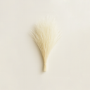 Single stem of naturally dried feather grass Achnatherum for forever flower and preserved bouquet design by ZESO.