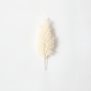 100g bundle of dried smoketree foliage (Cotinus), soft plume-like branches for forever flower arrangements by ZESO Floral Supplies.