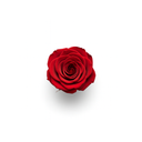 Preserved and forever roses by ZESO Blooms — real long-lasting roses for gifts and home décor