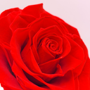 Single Rose in Glass Dome | Preserved & Forever Rose | ZESO Blooms