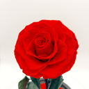 Single Rose in Glass Dome | Preserved & Forever Rose | ZESO Blooms