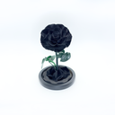 Single Rose in Glass Dome | Preserved & Forever Rose | ZESO Blooms