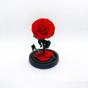 Single Rose in Glass Dome | Preserved & Forever Rose | ZESO Blooms