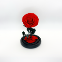 Single Rose in Glass Dome | Preserved & Forever Rose | ZESO Blooms