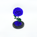 Single Rose in Glass Dome | Preserved & Forever Rose | ZESO Blooms