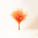 5 stems of dried asparagus plumosus fern with fine feathered fronds for forever flower and preserved bouquet design by ZESO.