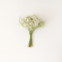 120g bundle of dried Classic Gypsophila, natural white filler for DIY bouquets and forever flower arrangements by ZESO Floral Supplies.