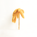 10 stems of dried millet flower sprays with natural texture for preserved bouquets and forever flower design by ZESO.