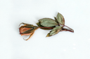 Fresh rose 60 days later, showing a faded and dried bloom for direct comparison with ZESO Blooms' preserved flowers.