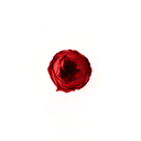 Preserved Austin-style rose heads in 8pcs box for DIY floral design and handcrafted bouquets by ZESO Blooms.