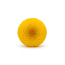 Preserved Ping Pong Chrysanthemum heads in 8pcs box for DIY floral design and handcrafted bouquets by ZESO Blooms.