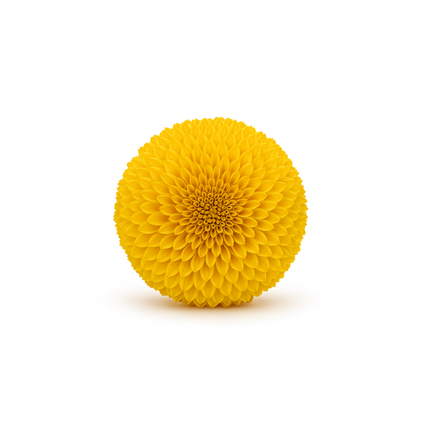 Box of 8 Preserved Ping Pong Chrysanthemum Heads | ZESO Blooms