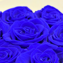 Close-up detail of blue preserved rose highlighting vivid color and preserved petal structure by ZESO Blooms