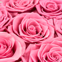 Close-up detail of pink preserved rose showing delicate petals and long-lasting preserved beauty by ZESO Blooms
