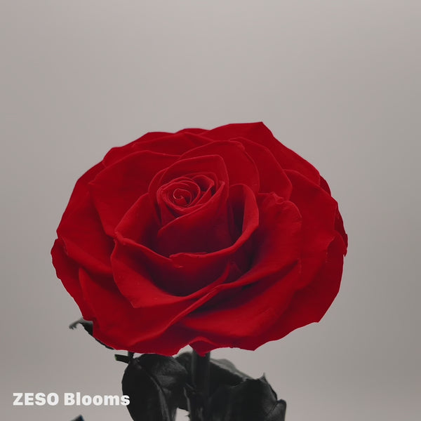 360-degree video showcasing red, blue, and black single preserved roses in glass domes by ZESO Blooms, highlighting color detail and craftsmanship