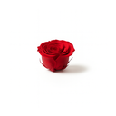 Red preserved rose heads box – 100% real flowers that last 2–5 years | ZESO Blooms