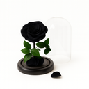 Close-up of black preserved rose under clear acrylic dome showing deep velvet tone and natural petal texture by ZESO Blooms
