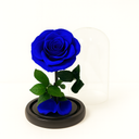 Close-up of single blue preserved rose under clear acrylic dome showing petal detail and calm tone by ZESO Blooms
