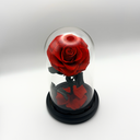 Red single preserved rose displayed under glass dome, luxury everlasting rose by ZESO Blooms