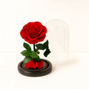 Close-up of single red preserved rose under clear acrylic dome showing petal detail and natural beauty by ZESO Blooms
