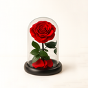 Single red preserved rose displayed under acrylic dome on black wood base by ZESO Blooms – elegant romantic gift symbolizing eternal love
