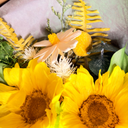 Bouquet of sunflowers and other flowers with a gray background