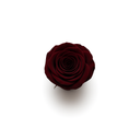 Burgundy Preserved Rose Heads – 8pcs Box | ZESO Blooms