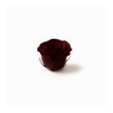 Burgundy preserved rose heads 8pcs box by ZESO Blooms