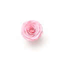 4 Pink Preserved Roses Square Box | ZESO Blooms