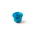 Tiffany blue preserved rose heads 8pcs box by ZESO Blooms